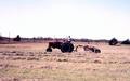 Todays featured picture is a Farmall H